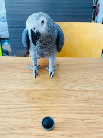 African grey bird for adoption  2