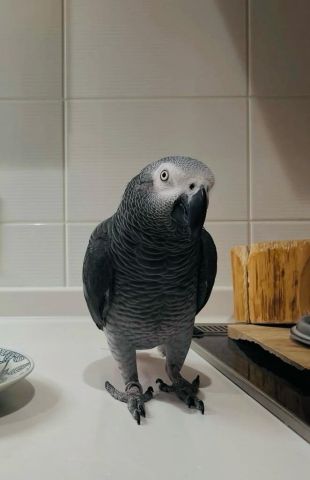African grey bird for adoption  3