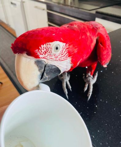 Red and blue macaw bird for adoption 