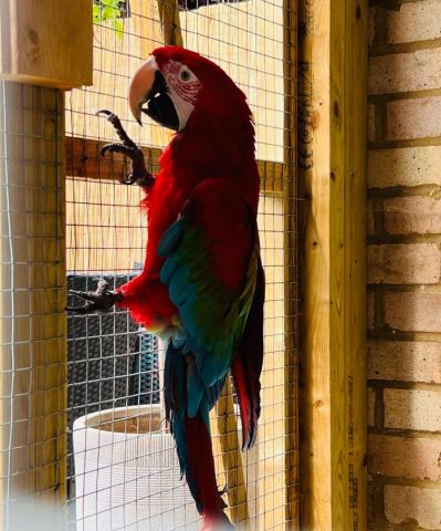 Red and blue macaw bird for adoption  2