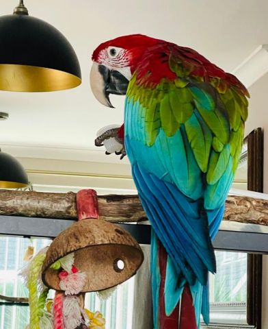 Red and blue macaw bird for adoption  3