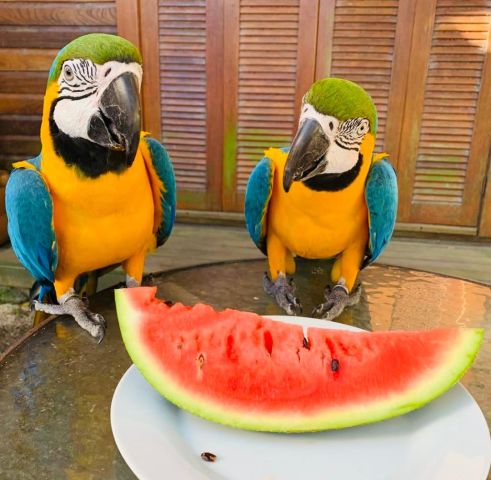 Blue and yellow macaw bird for adoption 