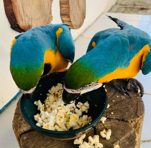 Blue and yellow macaw bird for adoption  2