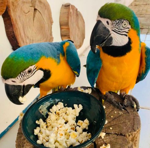Blue and yellow macaw bird for adoption  3