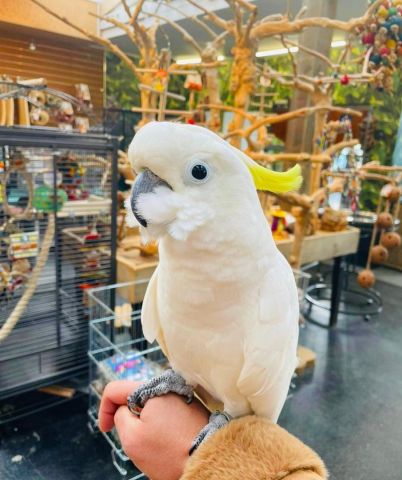 Sulphur-crested Cockatoo bird for adoption 