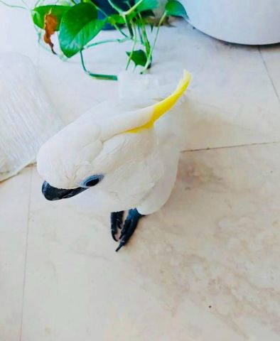 Sulphur-crested Cockatoo bird for adoption  2