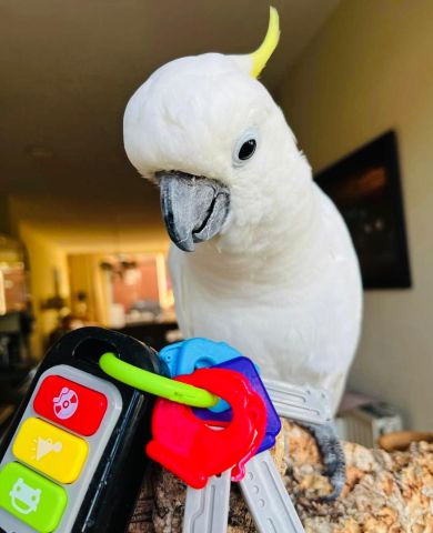 Sulphur-crested Cockatoo bird for adoption  3