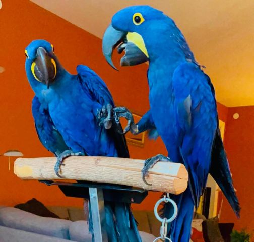 Blue macaw bird for adoption 