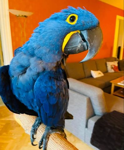 Blue macaw bird for adoption  2