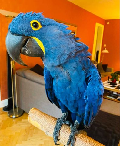 Blue macaw bird for adoption  3