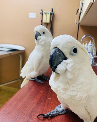 Male and female cockatoo bird for adoption  2