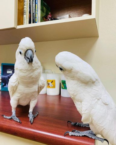 Male and female cockatoo bird for adoption  3