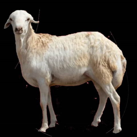 للبيع بالجملة خراف، أغنام، ابل، وعجول 2