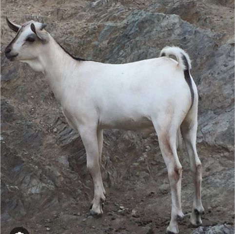 للبيع بالجملة خراف، أغنام، ابل، وعجول 3