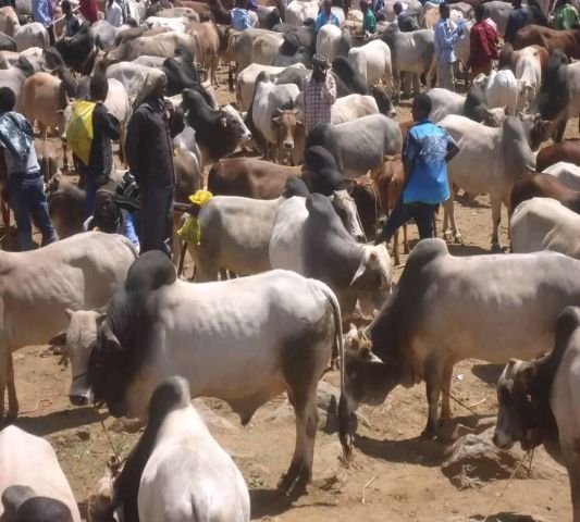 للبيع بالجملة خراف، أغنام، ابل، وعجول 5