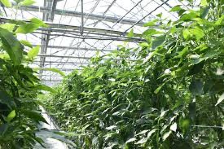 Indoor Farming & CEA – الزراعة الداخلية والبيئة المضبوطة 2