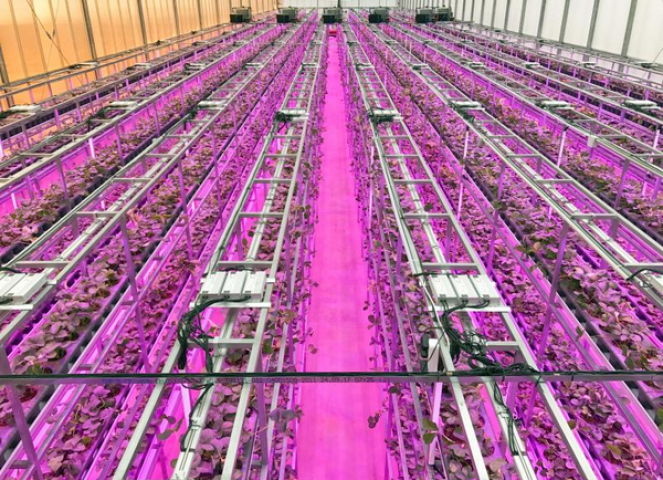 Indoor Farming & CEA – الزراعة الداخلية والبيئة المضبوطة 3