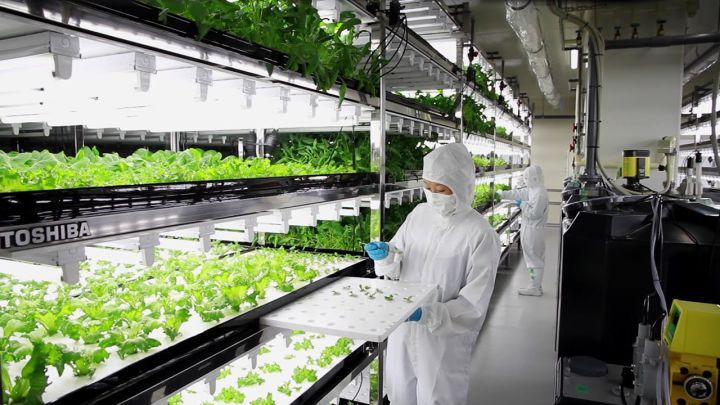 Indoor Farming & CEA – الزراعة الداخلية والبيئة المضبوطة 4