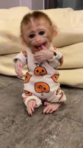 Very healthy capuchin for you.