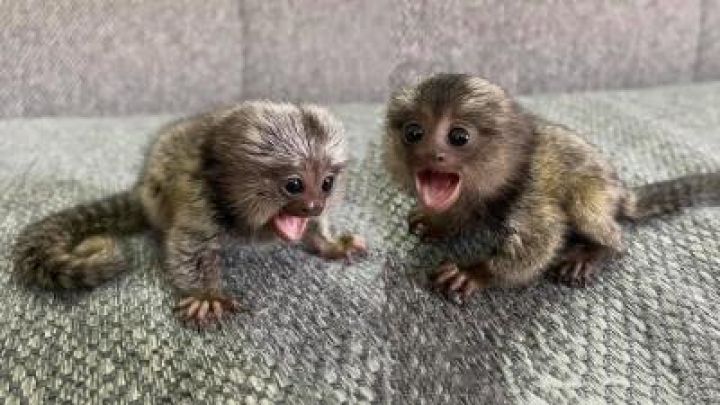 Pygmy Marmoset Monkey Available