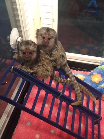 Marmoset monkeys available now