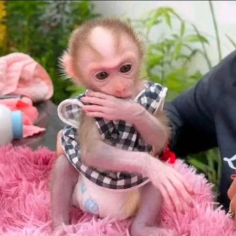 Angelic baby Capuchin monkeys ready for new loving home