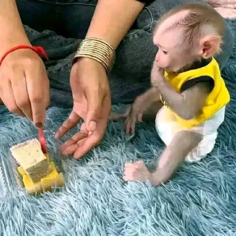 Home Raised Baby Capuchin Monkey
