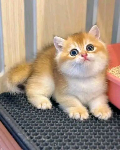British shorthair kitten's available 