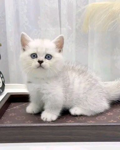 British shorthair kitten's ready to leave