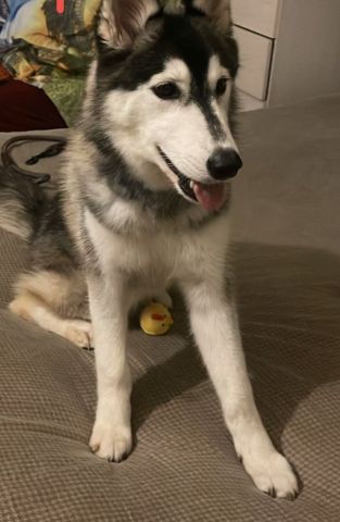 كلب انثي ست شهور للبيع