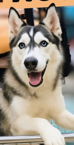 كلب انثي ست شهور للبيع 2