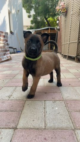 متوفرة جراء مالينوا 5اسابيع سلالة بليكية 