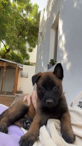 متوفرة جراء مالينوا 5اسابيع سلالة بليكية  2