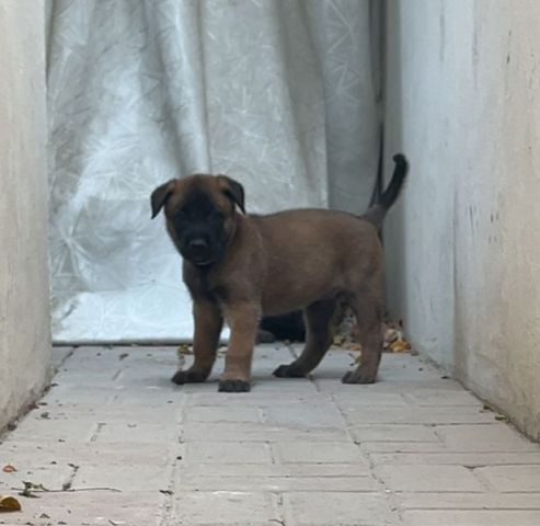 متوفرة جراء مالينوا 5اسابيع سلالة بليكية  3