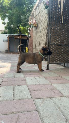 متوفرة جراء مالينوا 5اسابيع سلالة بليكية  4