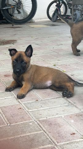 متوفرة جراء مالينوا 5اسابيع سلالة بليكية  5