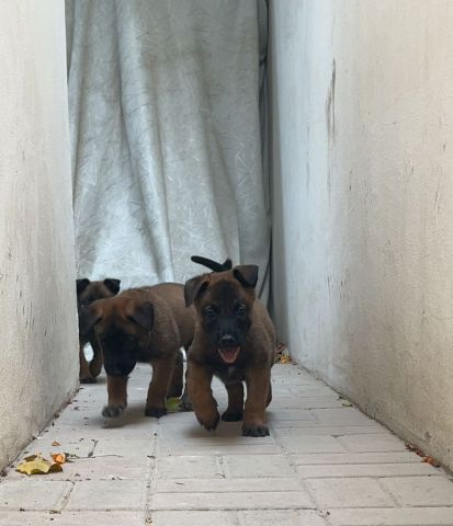 متوفرة جراء مالينوا 5اسابيع سلالة بليكية  6