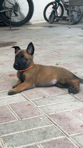 متوفرة جراء مالينوا 5اسابيع سلالة بليكية  7