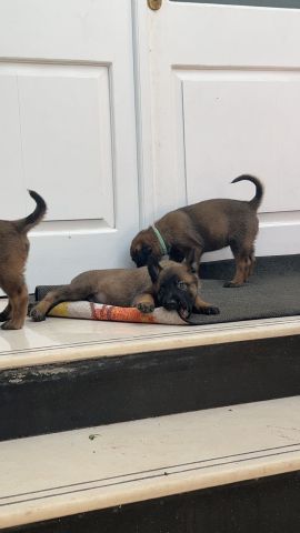 متوفرة جراء مالينوا 5اسابيع سلالة بليكية  8