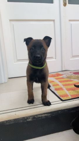 متوفرة جراء مالينوا 5اسابيع سلالة بليكية  9