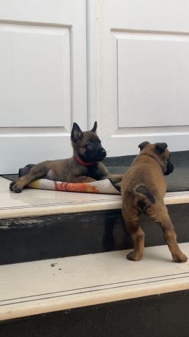 متوفرة جراء مالينوا 5اسابيع سلالة بليكية  10