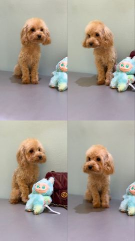 *    ? النوع : تيكب بودل  ? الجنس :  انثي