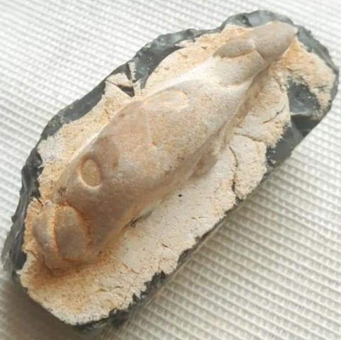 مستحاثة سمكة جيولوجية للبيع