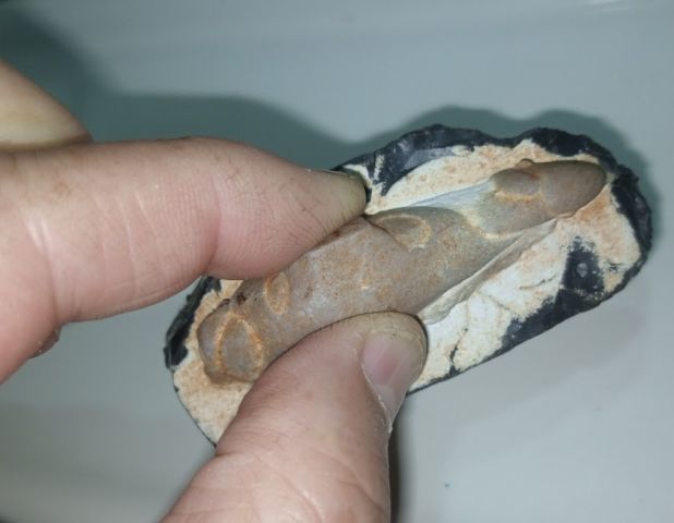 مستحاثة سمكة جيولوجية للبيع 2