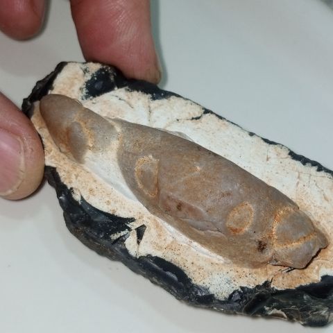 مستحاثة سمكة جيولوجية للبيع 4