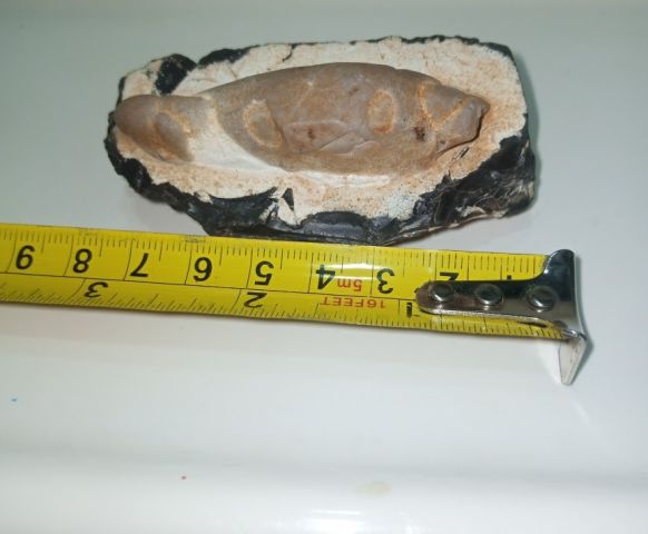 مستحاثة سمكة جيولوجية للبيع 5