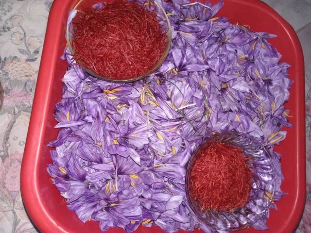 زعفران مغربي 