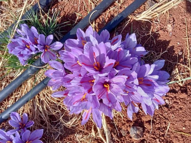 زعفران مغربي  2