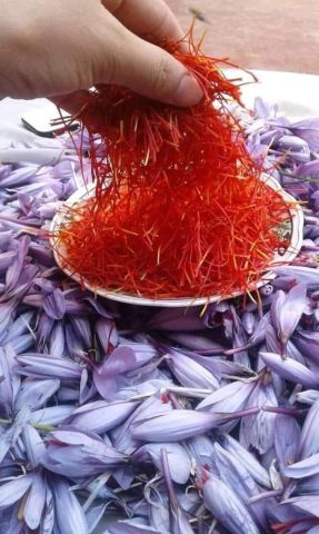 زعفران مغربي  3