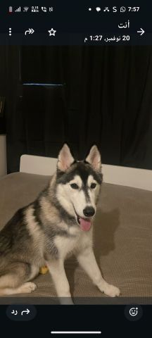 كلب هاسكي انثي سبع شهور 